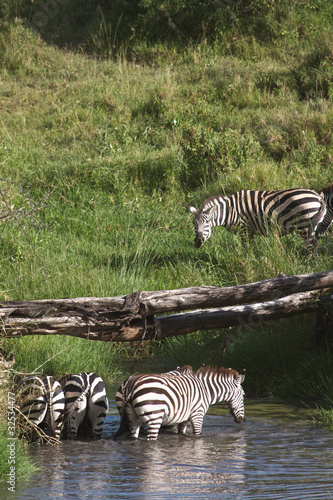 Zebras drinking fresh water