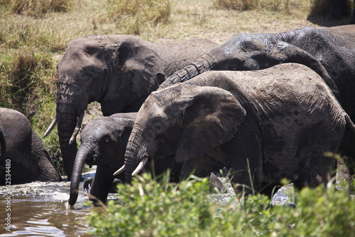African Elephants drinking water