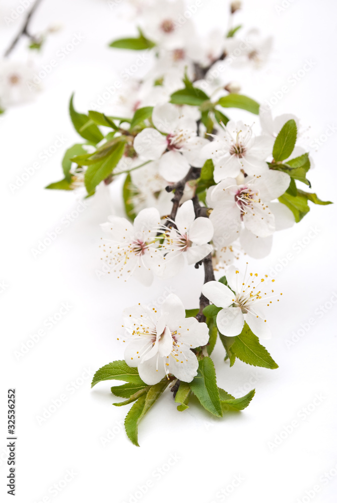 Obraz premium Spring cherry blossom