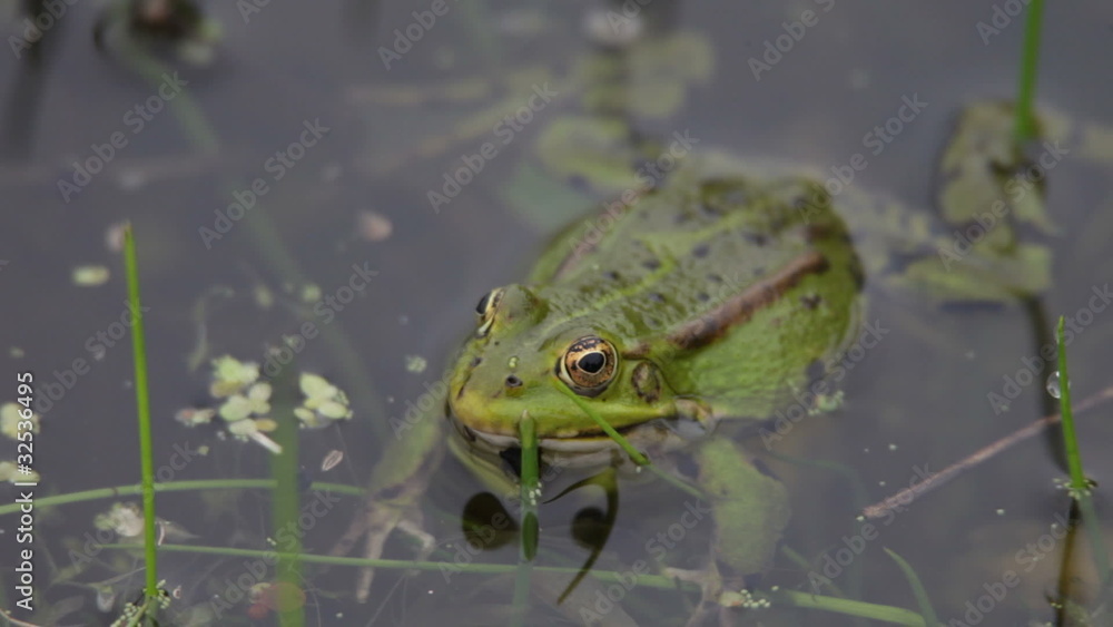 Green frog, spring Green frog, spring