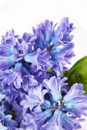 beautiful hyacinth