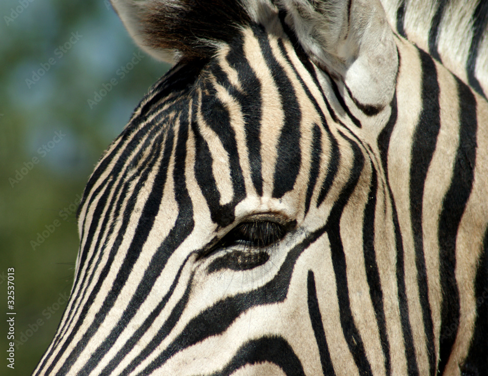 Fototapeta premium tete de zebre