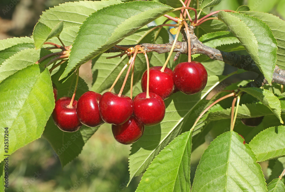 Naklejka premium Premières cerises