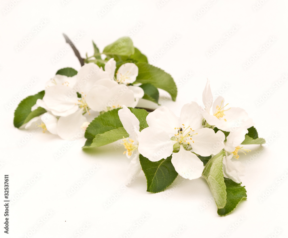apple blossom isolated on white apple blossom isolated on white
