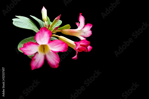 Pink hibiscus on white background