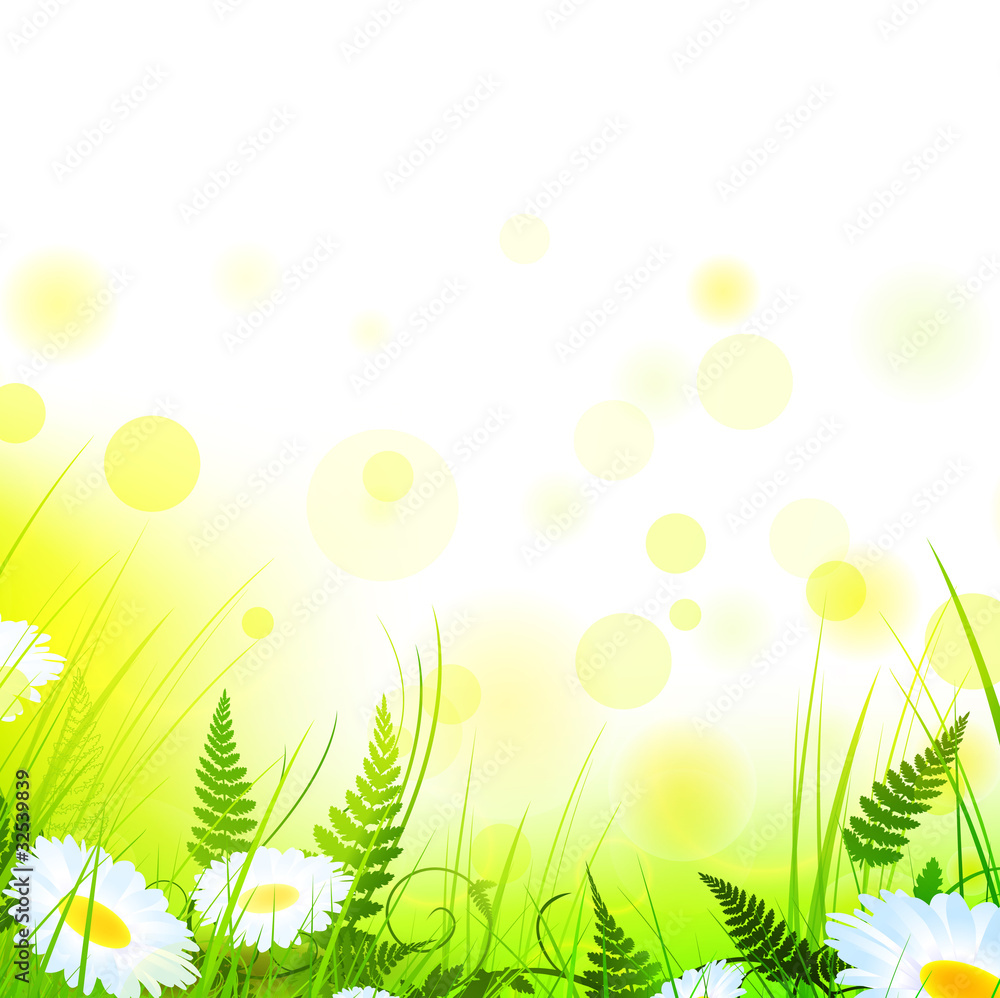 Obraz premium summer meadow