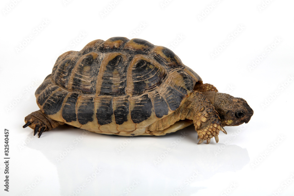 Obraz premium Schildkröte von der Seite