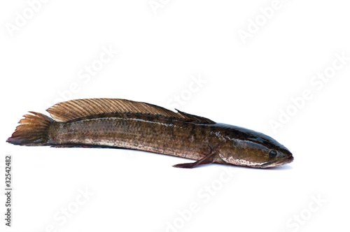 Channa striata  fish