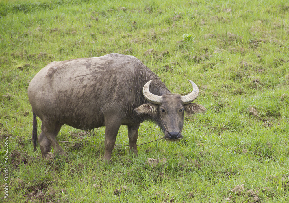 Chinese buffalo in the city of Yangshuo