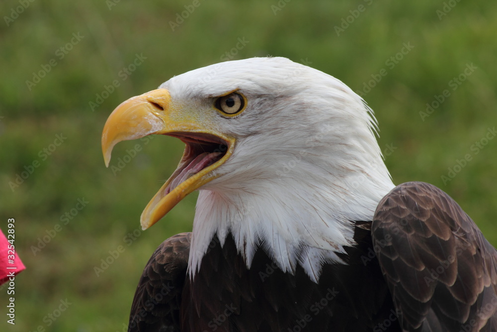 Portrait: Adler Portrait: Adler
