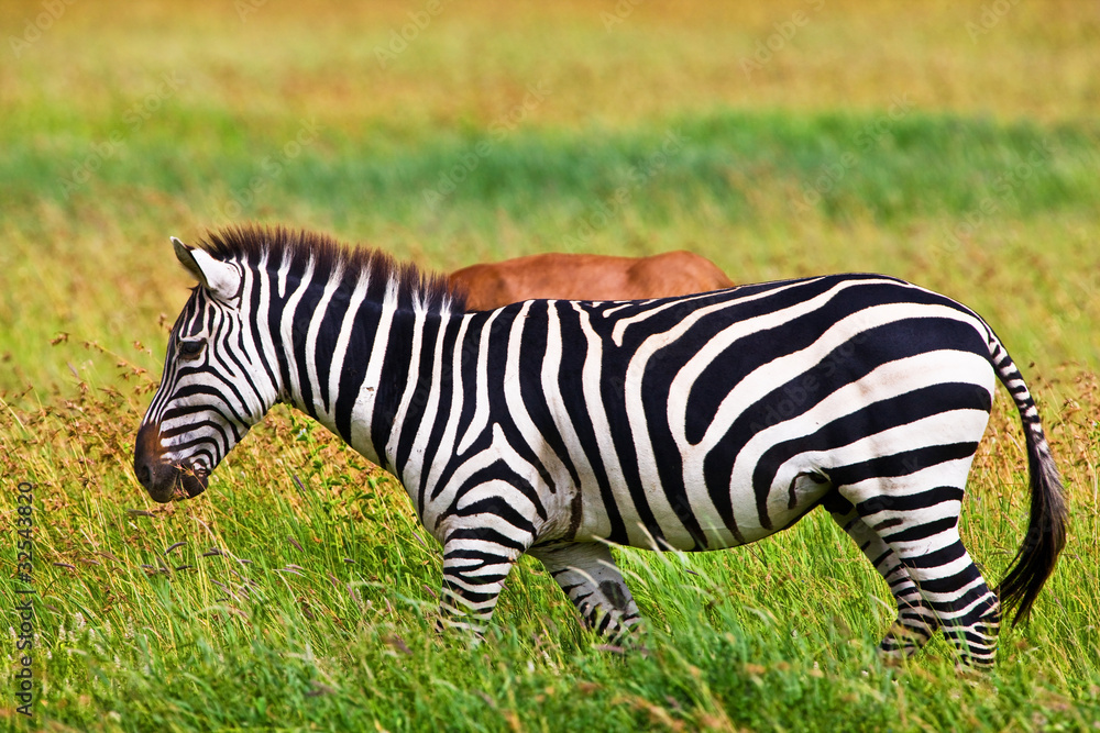 Zebra in the Serengeti National Park, Tanzania Zebra in the Serengeti National Park, Tanzania