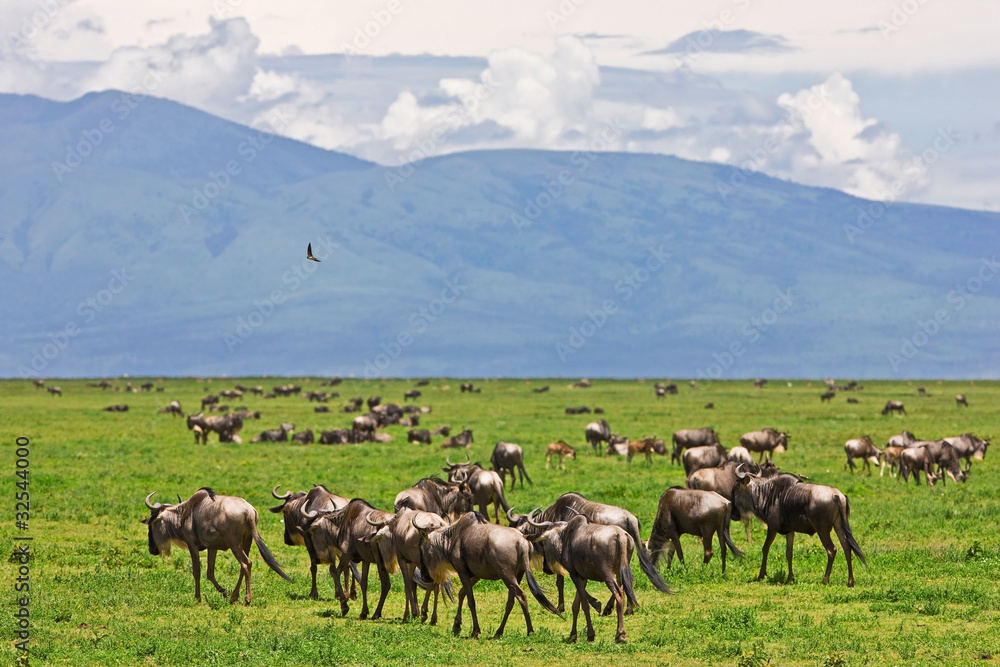 Wildebeests in the Serengeti National Park, Tanzania