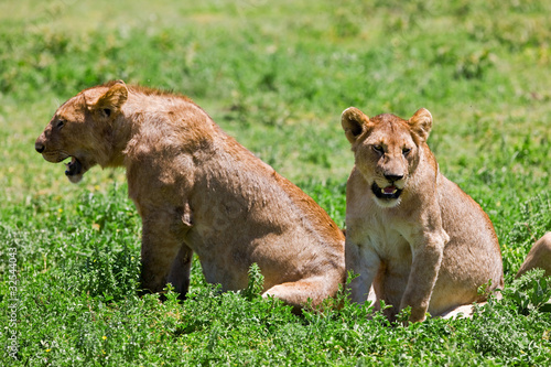 Wild african lionesses in the Serengeti National Park  Tanzania