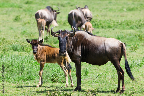 Wildebeests in the Serengeti National Park  Tanzania