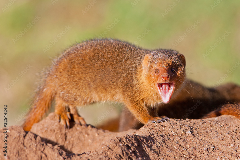 Common dwarf mongoose in Serengeti National Park, Tanzania Common dwarf mongoose in Serengeti National Park, Tanzania