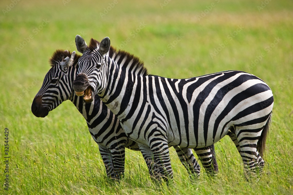 Zebras in the Serengeti National Park, Tanzania Zebras in the Serengeti National Park, Tanzania