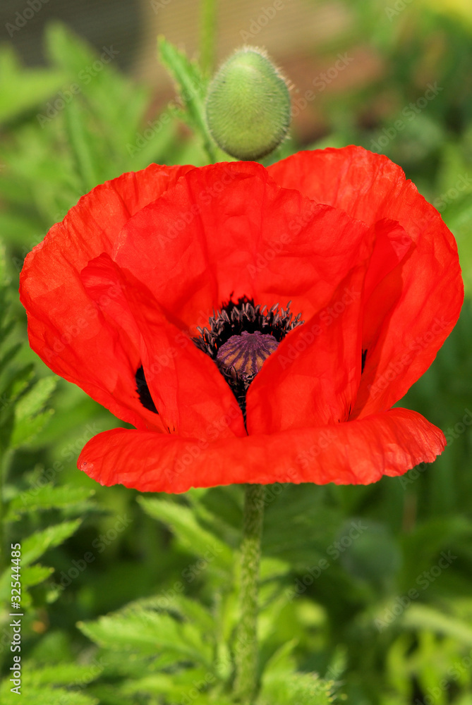 Obraz premium Mohnblüte