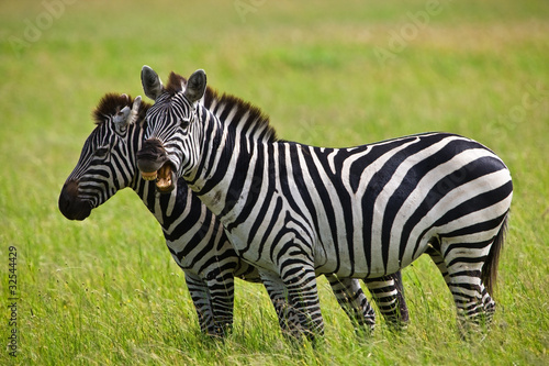 Zebras in the Serengeti National Park, Tanzania © Travel Stock