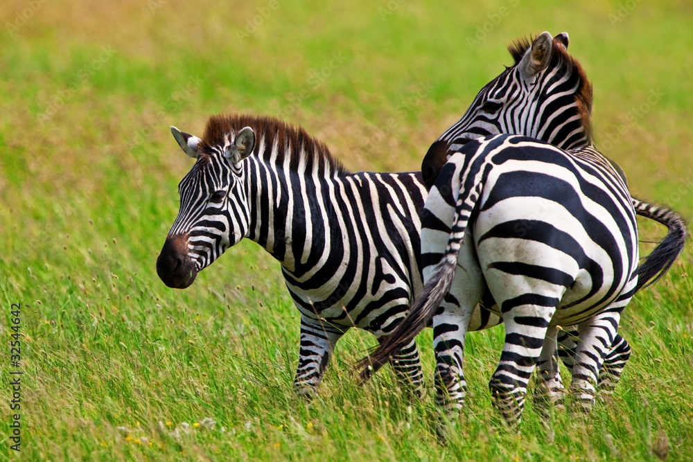 Zebras in the Serengeti National Park, Tanzania Zebras in the Serengeti National Park, Tanzania