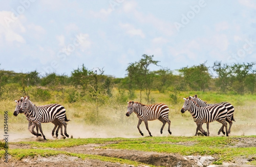 Zebras in the Serengeti National Park  Tanzania