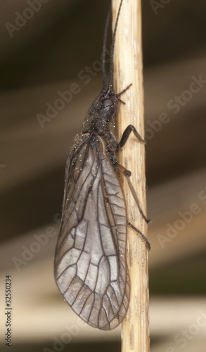 Alderfly (Sialis lutaria) photo