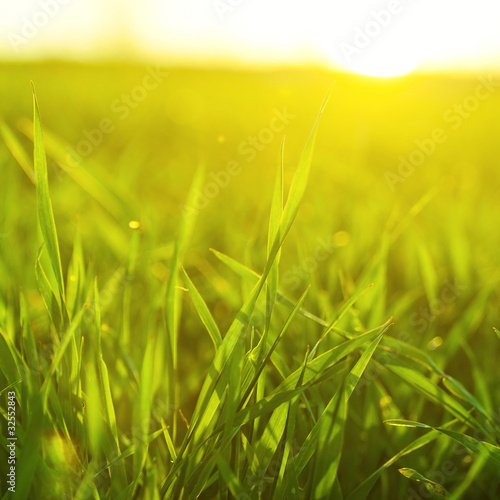 Bright vibrant green grass close-up
