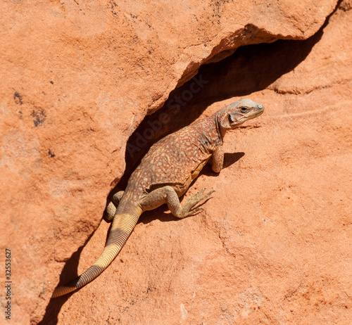 Western Chuckwalla lizard