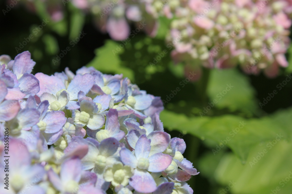 青の紫陽花