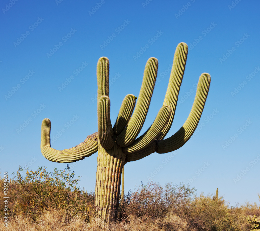 Cactus