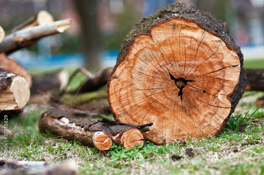 Fototapeta premium Biomass
