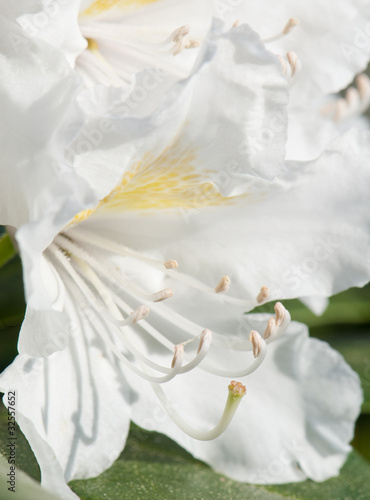 Weiße Rhododendronblüten, Makro