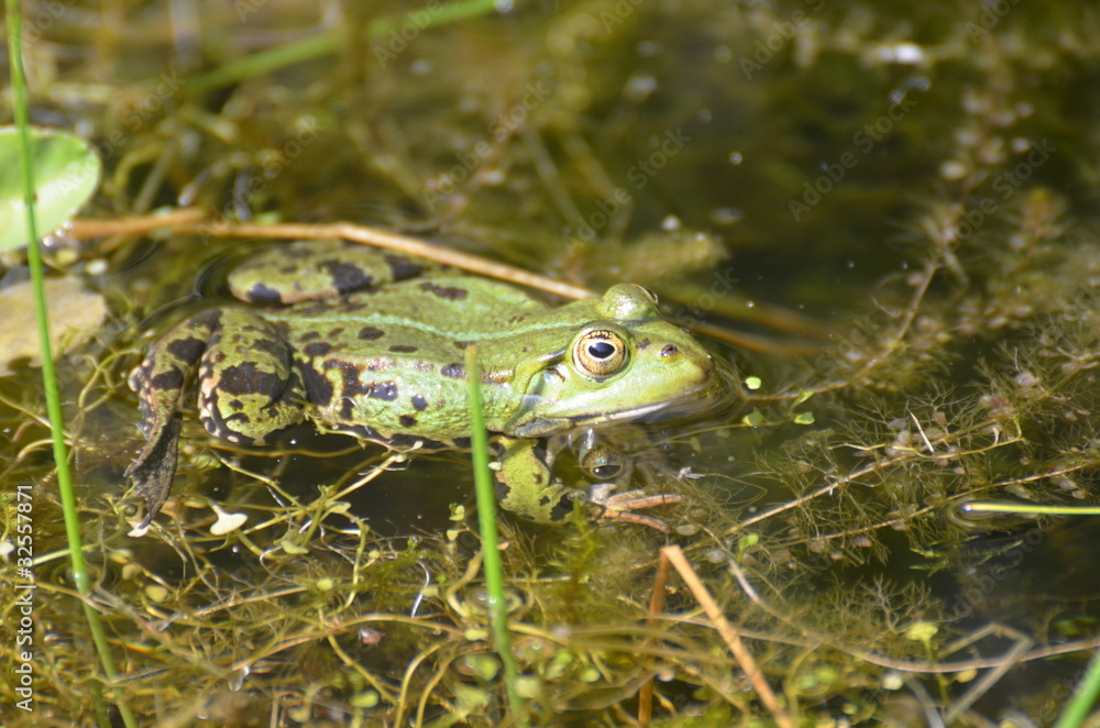 Obraz premium Wasserfrosch