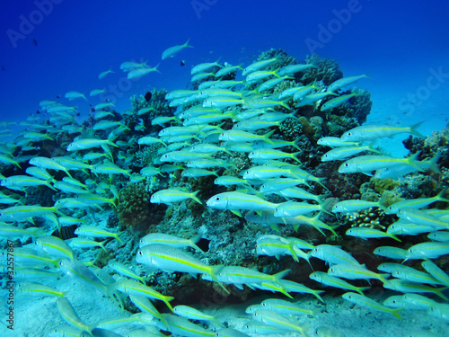 Group of coral fish  in water. photo