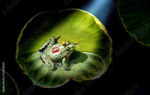 Prince frog in the spotlight