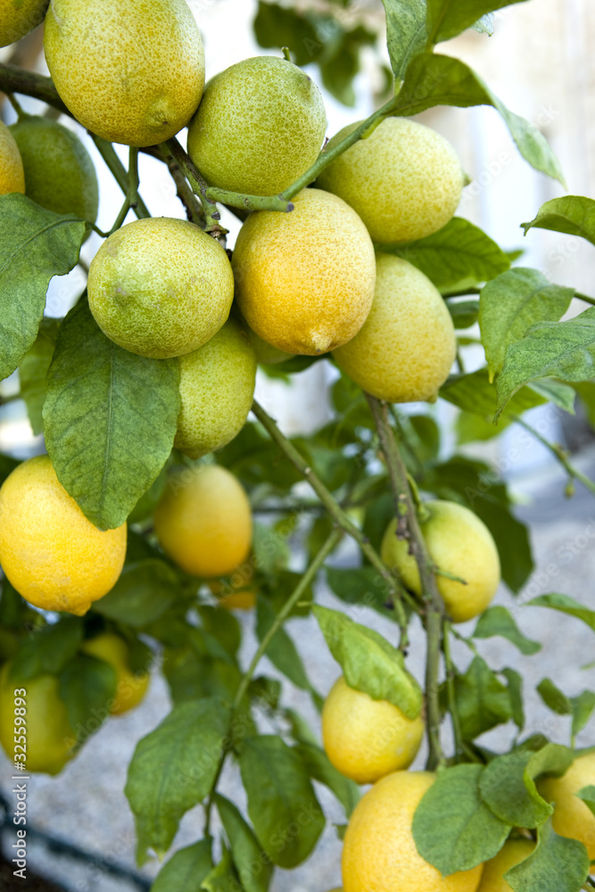 Citrons, citronnier, jardin, parc, plante, arbre, agrumes