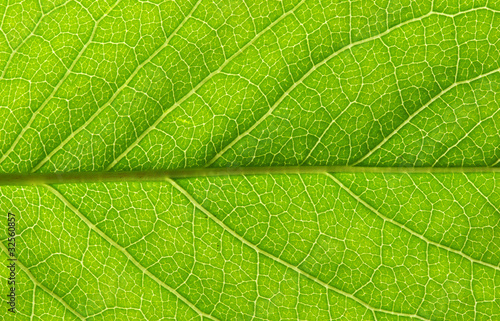 leaf texture