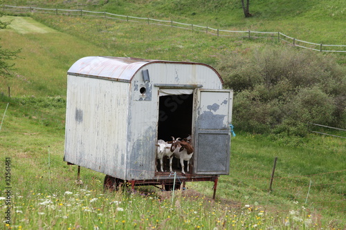 Ein Bauwagen für Ziegen © Klaus Eppele