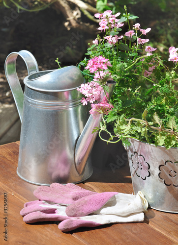 verveine rose et gants de jardinage roses