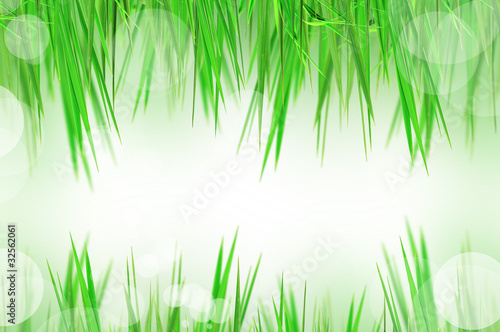 beautiful fresh grass and light reflect in morning