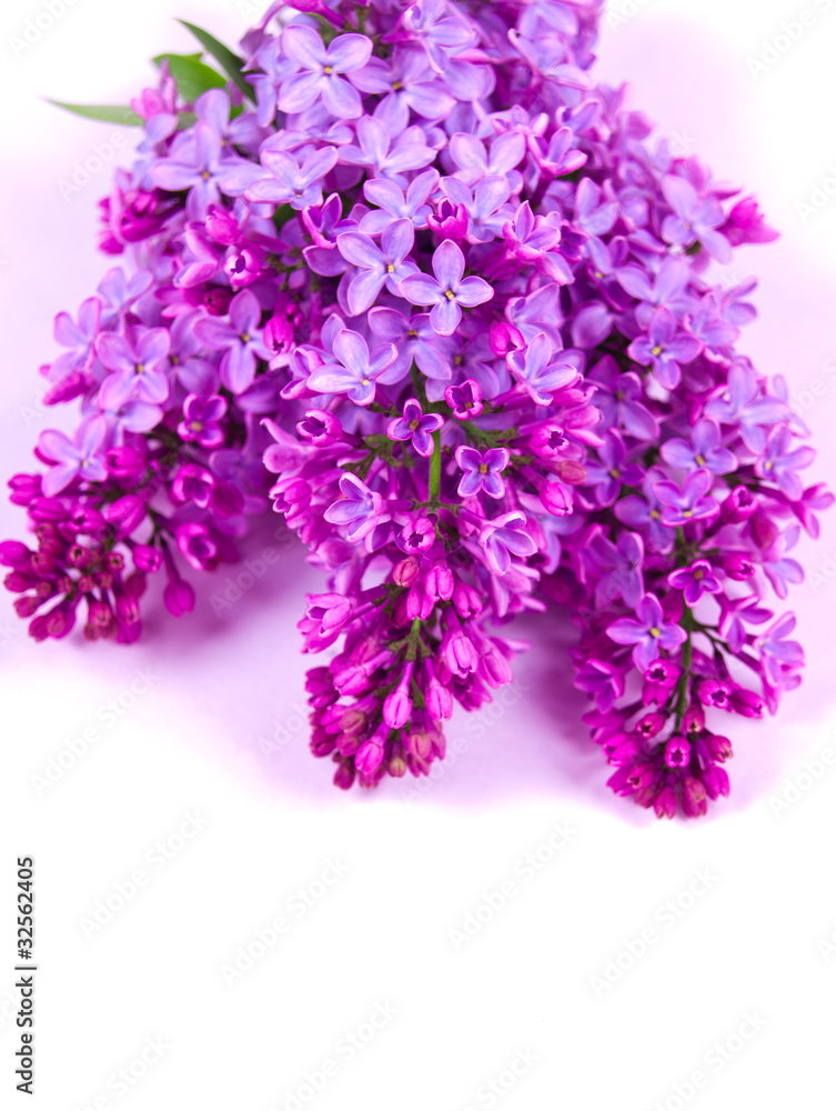 branch of lilac on white backdrop