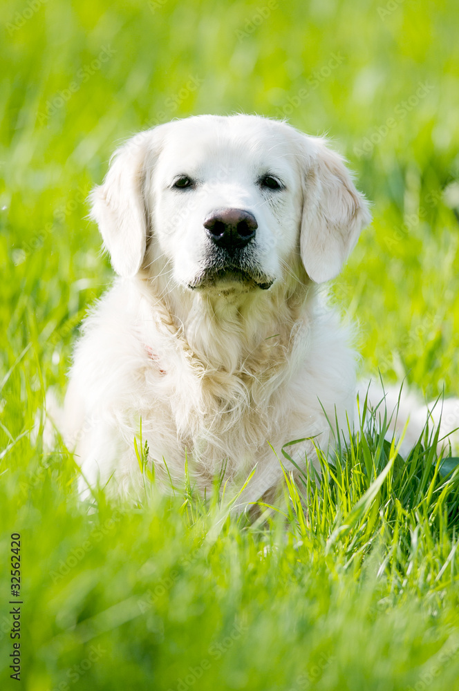 Golden Retriever portrait in summer Golden Retriever portrait in summer