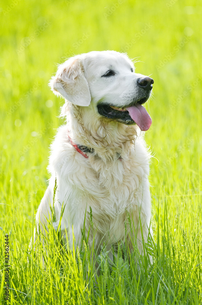 Golden Retriever portrait in summer Golden Retriever portrait in summer