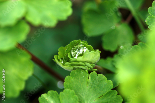Green leaves and droplet