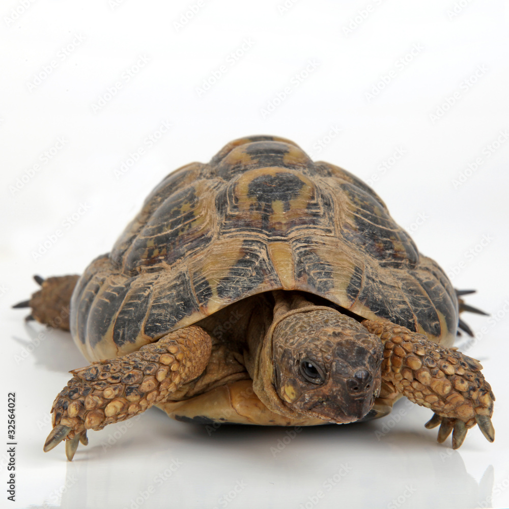Fototapeta premium Landschildkröte von vorne