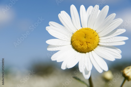 Daisies