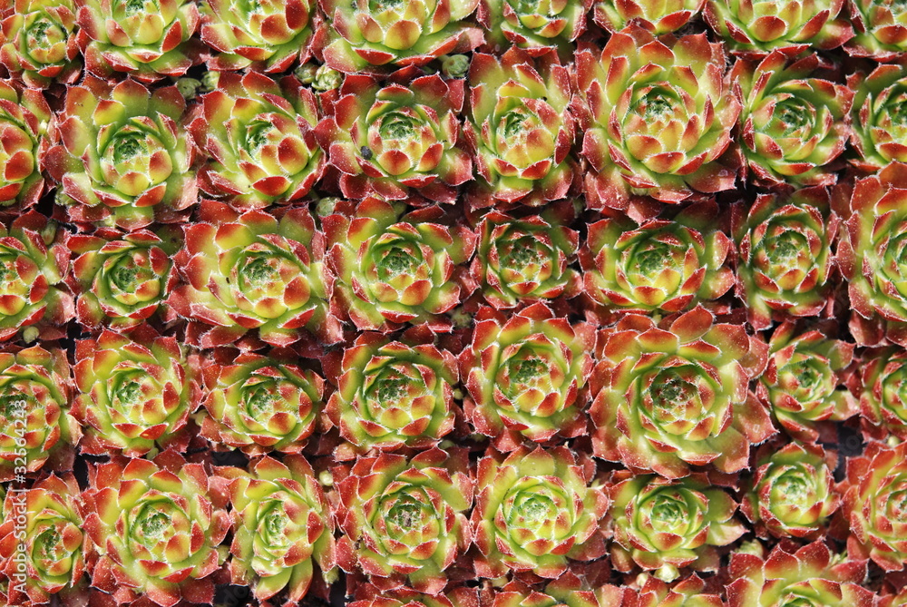 Hauswurz Sempervivum guiseppii Dickblattgewächs Wurz Begrünung Stock