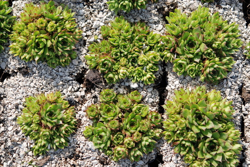 Hauswurz Hauswurze Sempervivum tectorum Dachwurz Dach photo