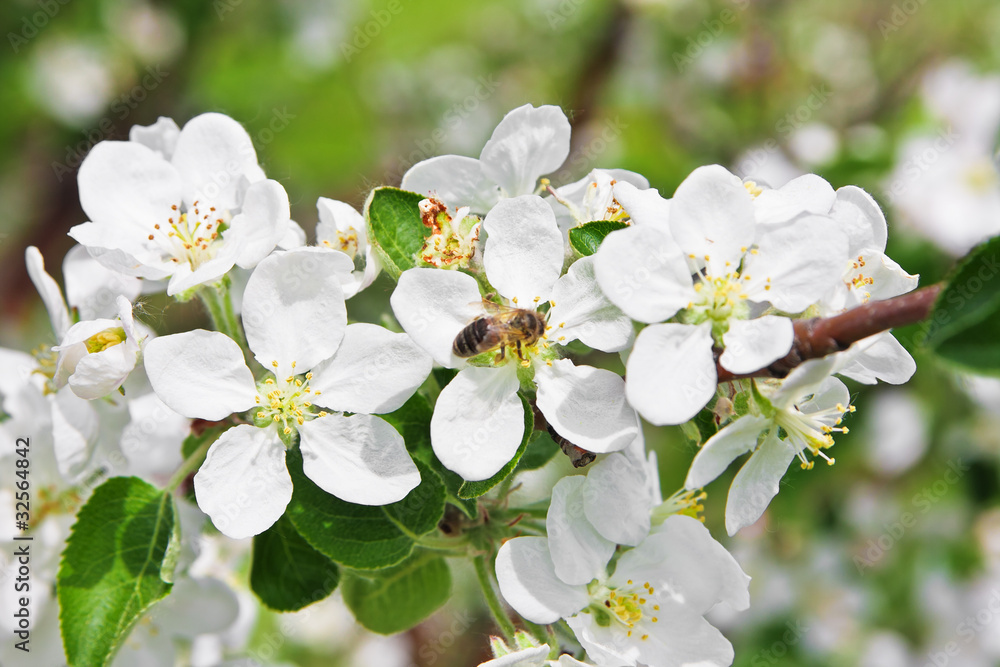 Blossoming of apple tree