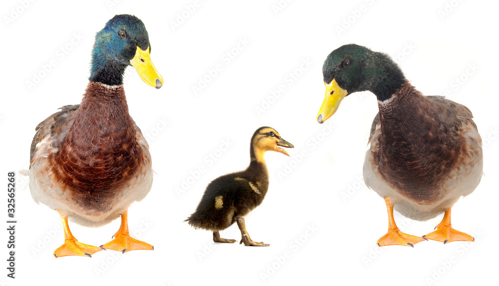 ducks ducks