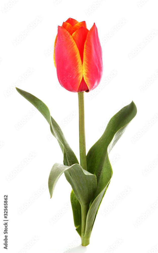 Tulip flower isolated on white background